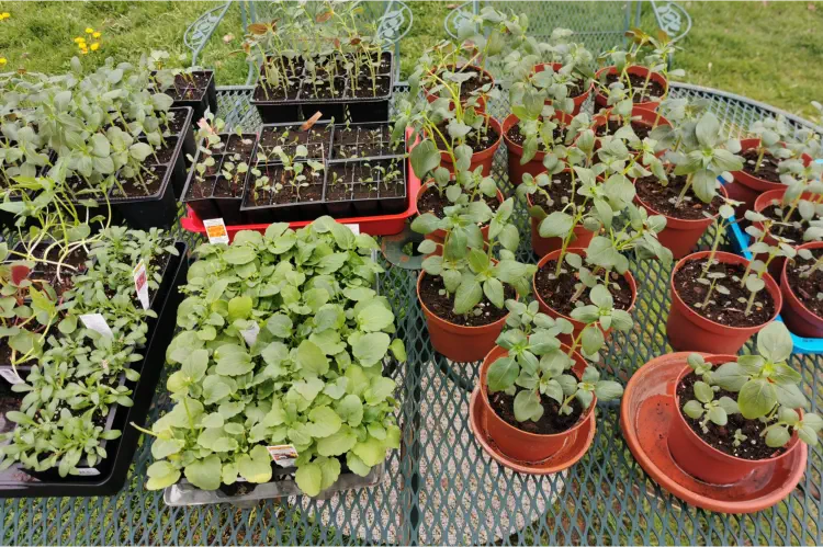 Why and How To Harden Off Your Young Seedlings and Plants